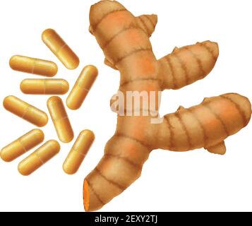 Racine de curcuma longe et capsules de curcuma ou de curcuma isolées sur fond blanc. Illustration vectorielle. Illustration de Vecteur