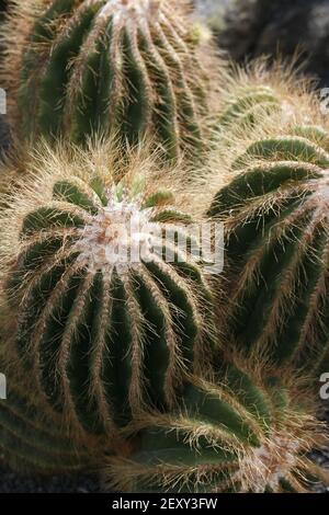 Les Cactus Cactaceae ou Parodia Magnifica du Brésil à la Jardin de Cactus dans le village de Guatiza sur l'île De Lanzarote sur les îles Canaries Banque D'Images