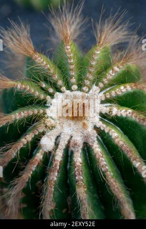 Les Cactus Cactaceae ou Parodia Magnifica du Brésil à la Jardin de Cactus dans le village de Guatiza sur l'île De Lanzarote sur les îles Canaries Banque D'Images