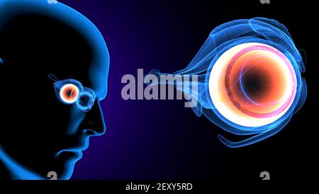 illustration 3d de l'anatomie de l'œil du corps humain. Banque D'Images