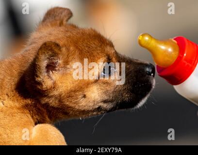 Schleswig-Holstein, Neumünster, Allemagne. 05 mars 2021 : un chiot de dingo reçoit une bouteille de lait au zoo de Neumünster. Le chiot, né en janvier, a été élevé à la main. Photo: Axel Heimken/dpa Banque D'Images