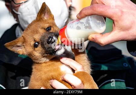 Schleswig-Holstein, Neumünster, Allemagne. 05 mars 2021 : un chiot de dingo reçoit une bouteille de lait au zoo de Neumünster. Le chiot, né en janvier, a été élevé à la main. Photo: Axel Heimken/dpa Banque D'Images