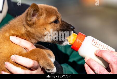 Schleswig-Holstein, Neumünster, Allemagne. 05 mars 2021 : un chiot de dingo reçoit une bouteille de lait au zoo de Neumünster. Le chiot, né en janvier, a été élevé à la main. Photo: Axel Heimken/dpa Banque D'Images