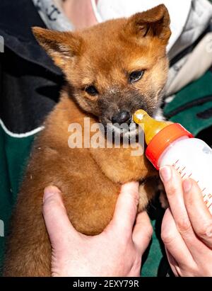 Schleswig-Holstein, Neumünster, Allemagne. 05 mars 2021 : un chiot de dingo reçoit une bouteille de lait au zoo de Neumünster. Le chiot, né en janvier, a été élevé à la main. Photo: Axel Heimken/dpa Banque D'Images