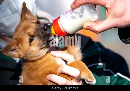 Schleswig-Holstein, Neumünster, Allemagne. 05 mars 2021 : un chiot de dingo reçoit une bouteille de lait au zoo de Neumünster. Le chiot, né en janvier, a été élevé à la main. Photo: Axel Heimken/dpa Banque D'Images