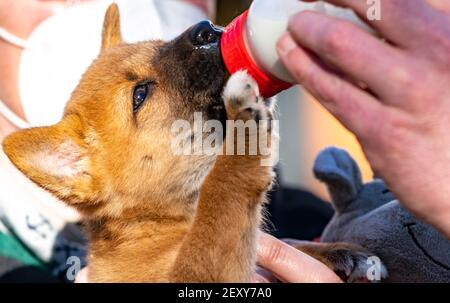 Schleswig-Holstein, Neumünster, Allemagne. 05 mars 2021 : un chiot de dingo reçoit une bouteille de lait au zoo de Neumünster. Le chiot, né en janvier, a été élevé à la main. Photo: Axel Heimken/dpa Banque D'Images