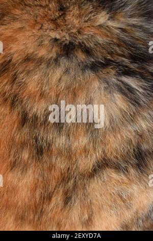 Fourrure de chat en portrait Banque D'Images