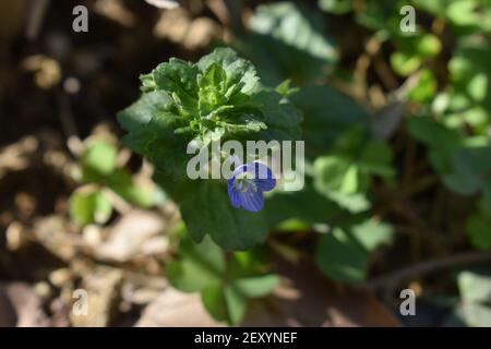 Veronica peduncularis georgia Blue flower gros plan sous la lumière du soleil, sur fond vert et brun de sol. Banque D'Images