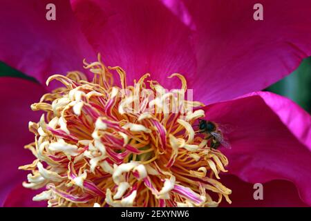 Plan macro de pivoine herbacée Comanche rose magenta vif avec des étamines rose-jaune en forme de spirale ; une abeille à miel (apis) recueille le pollen des étamines. Banque D'Images