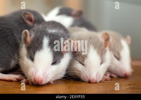 Beaucoup de petits rats drôles chauffent ensemble l'un sur l'autre. Banque D'Images