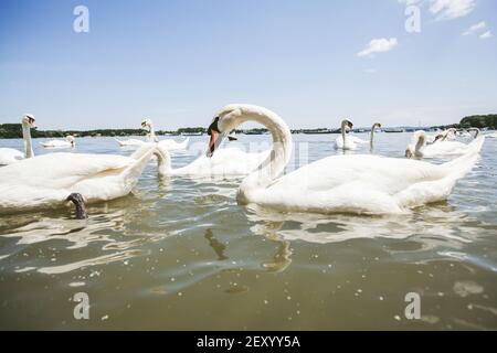 Flocks de cygnes blancs sur le Danube le jour d'été Banque D'Images