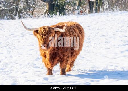 Bétail en hiver. Scène écossaise de Wintry avec le bétail des Highlands dans le champ de neige Banque D'Images