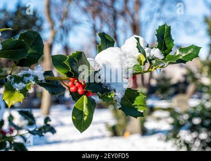 Cimetière de la paroisse de Sophien - Holly Bush avec baies rouges en hiver, Friedhof der Sophien Gemeinde, Mitte,Berlin,Allemagne Banque D'Images