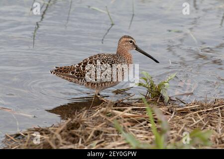 Dowitcher à bec court 5 mai 2019 Worthing Slugs,Lincoln County, Dakota du Sud Banque D'Images