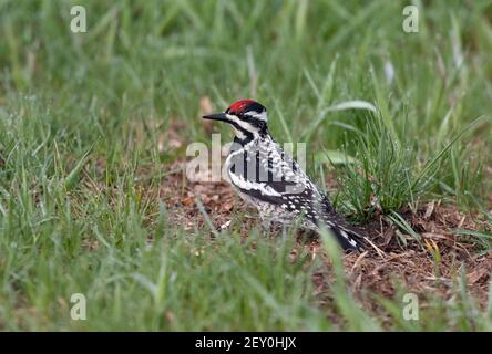 Sapsucker à ventre jaune 4 mai 2019 secteur naturel du ruisseau Beaver, près de Brandon, Dakota du Sud Banque D'Images