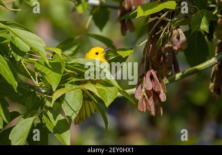 Paruline jaune 18 mai 2020 Newton Hills State Park, Dakota du Sud Banque D'Images