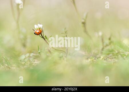 heure de printemps - photo macro de coccinelle assise sur la fleur Banque D'Images