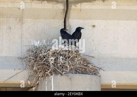 Common Raven nichent le passage inférieur de l'autoroute dans l'est de l'Utah Banque D'Images