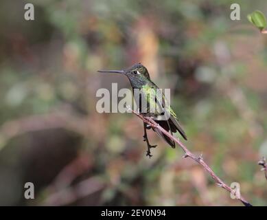 Rivoli Hummingbird 27 décembre 2018 Madera Canyon, Arizona Banque D'Images