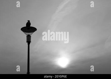 Un mouette est assis sur un feu de rue. Silhouette d'un oiseau. Banque D'Images