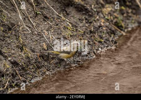 Scottish Crossbill à côté d'un ruisseau sur le bord d'un Forêt en Ecosse ib le printemps Banque D'Images