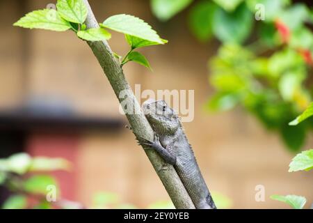 Lézard brun, lézard d'arbre, détails de la peau de lézard bâton sur l'arbre avec fond de bokeh Banque D'Images