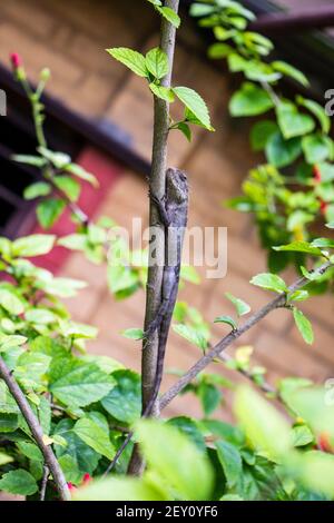 Lézard brun, lézard d'arbre, détails de la peau de lézard bâton sur l'arbre avec fond de bokeh Banque D'Images