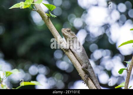 Lézard brun, lézard d'arbre, détails de la peau de lézard bâton sur l'arbre avec fond de bokeh Banque D'Images