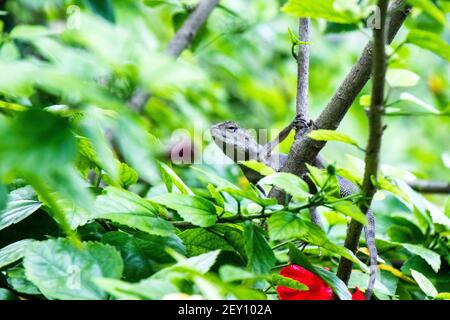 Lézard brun, lézard d'arbre, détails de la peau de lézard bâton sur l'arbre avec fond de bokeh Banque D'Images