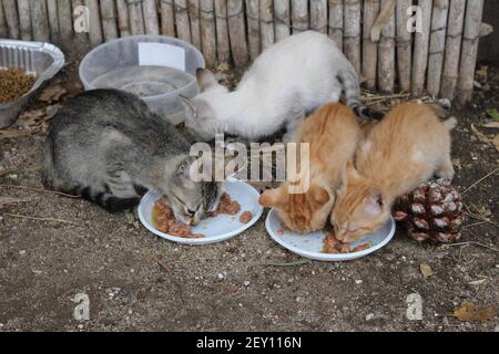 chaton sans-abri se nourrir en calabre Banque D'Images