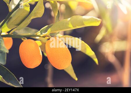 Fortunella margarita Kumquats ( cumquats ) feuillage et fruits sur l'arbre de kumquat. Beaucoup de fruits mûrs de kumquat Banque D'Images