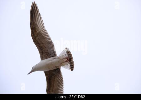 Des oiseaux de mer énormes et grands volent librement dans le ciel par temps couvert. Banque D'Images