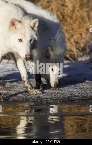 Loups arctiques Banque D'Images