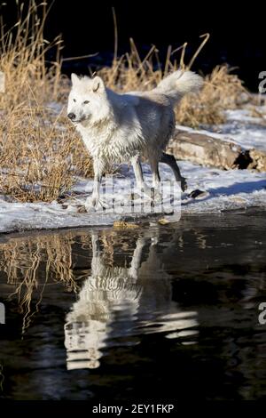 Loups arctiques Banque D'Images