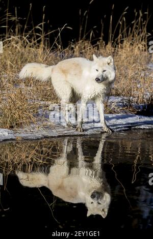 Loups arctiques Banque D'Images