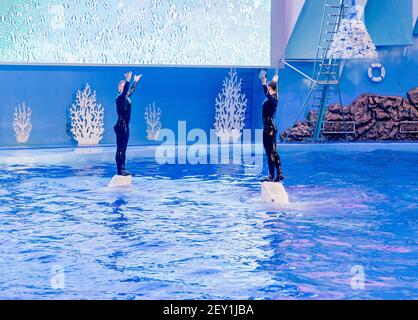 Russie, Vladivostok, 01/04/2021. Représentation de bélugas et d'artistes dans le parc des mammifères marins de l'aquarium Primorsky. Montrez avec les mammifères marins Banque D'Images
