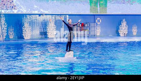 Russie, Vladivostok, 01/04/2021. Représentation du béluga et de la jolie femme dans le parc des mammifères marins de l'aquarium Primorsky. Spectacle avec mari Banque D'Images