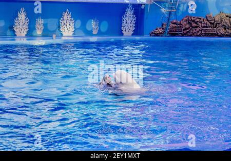 Russie, Vladivostok, 01/04/2021. Représentation du béluga et de la jolie femme dans le parc des mammifères marins de l'aquarium Primorsky. Spectacle avec mari Banque D'Images