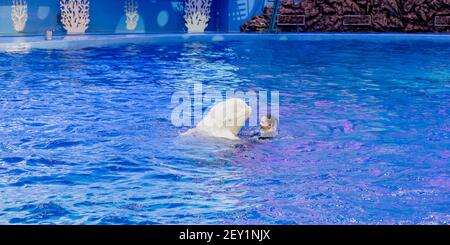 Russie, Vladivostok, 01/04/2021. Représentation du béluga et de la jolie femme dans le parc des mammifères marins de l'aquarium Primorsky. Spectacle avec mari Banque D'Images
