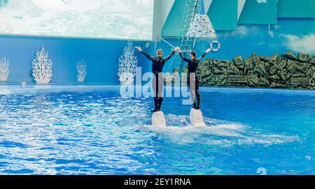 Russie, Vladivostok, 01/04/2021. Représentation de bélugas et d'artistes dans le parc des mammifères marins de l'aquarium Primorsky. Montrez avec les mammifères marins Banque D'Images