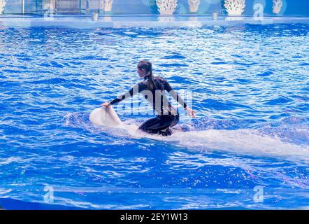 Russie, Vladivostok, 01/04/2021. Représentation du béluga et de la jolie femme dans le parc des mammifères marins de l'aquarium Primorsky. Spectacle avec mari Banque D'Images