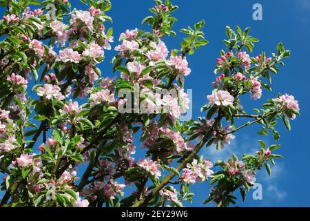 Fleur de pomme Merton Russet. Pommier du désert lourd en fleur dans un verger de jardin, au nord du pays de Galles Banque D'Images