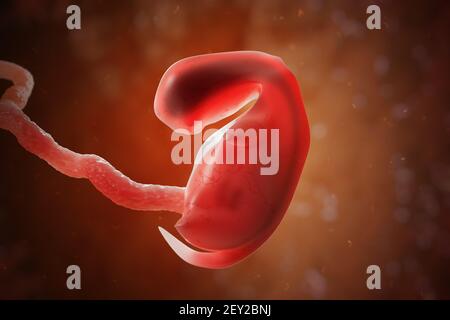 Embryon ou fœtus humain à l'intérieur de l'utérus. Illustration de rendu 3D. Banque D'Images