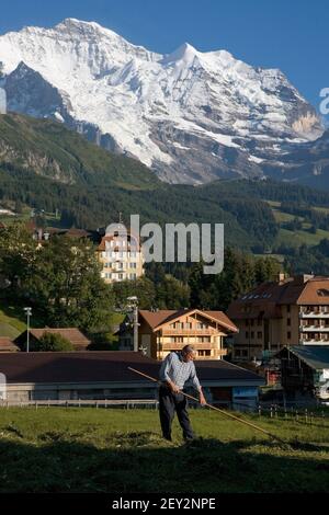 Le village de Wengen au-dessus de la vallée de Lauterbrunnen, en Suisse : un fermier ramasse du foin dans un pré près du village avec la Jungfrau qui se profile derrière Banque D'Images