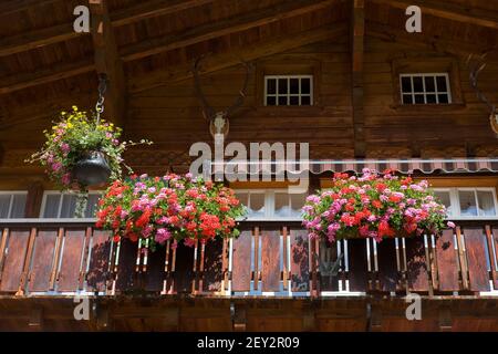 Un chalet suisse pittoresque en bois dans le village de Wengen avec des paniers de fleurs suspendus colorés: Oberland bernois, Suisse Banque D'Images