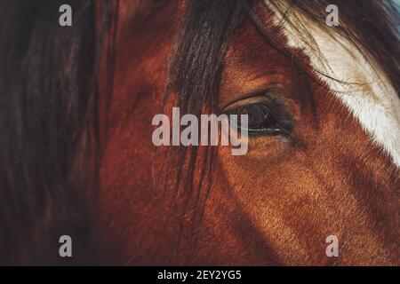 superbe et élégant Banque D'Images