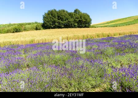 Paysage naturel d'été coloré fait de champs de lavande et de blé Banque D'Images