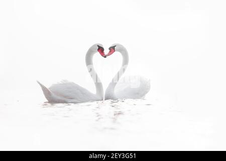 Forme de coeur de cygnes blancs dans la mer, amour Banque D'Images