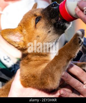 05 Mars 2021, Schleswig-Holstein, Neumünster: Un chiot de dingo reçoit une bouteille de lait au zoo de Neumünster. Le chiot, né en janvier, a été élevé à la main. Ce chiot de dingo est encore très jeune. Dans le zoo, il est nourri avec une bouteille. Photo: Axel Heimken/dpa - ATTENTION: Cette photo a déjà été diffusée par dpa sur Bildfunk Banque D'Images