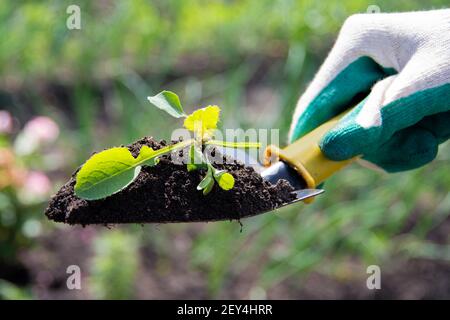 Gros plan main humaine dans le gant tenant une jeune plante dans le fond de sol sur l'outil de jardin avec la lumière du soleil. Nouveau concept de vie. Banque D'Images